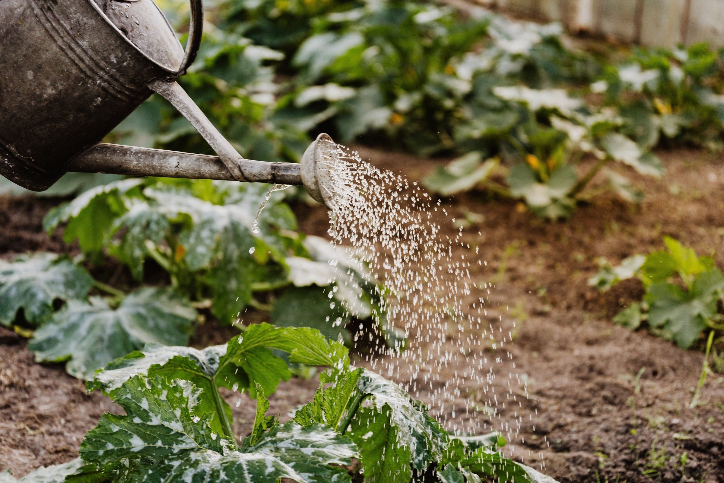 A galvanised watering can wetting the soil around courgette plants.